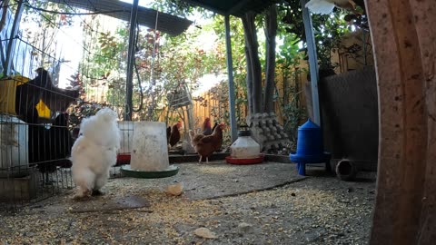 Backyard Chickens Relaxing Video Sounds Noises Hens Roosters Fun!