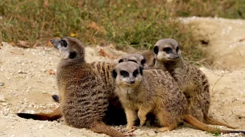 group of animal meerkats