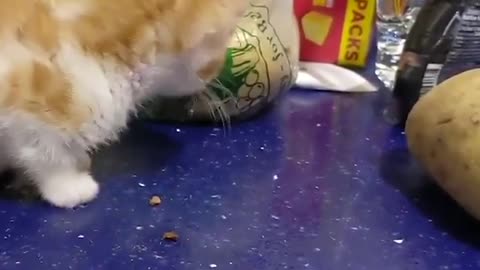 Cat playing with potatoe