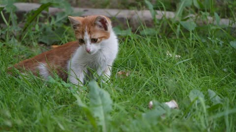 A Cat playing in the garden