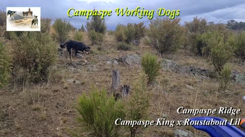 Campaspe Ridge (Campaspe King x Roustabout Lil) - Scrub