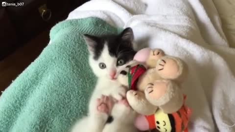 Baby Foster Kitten Playing With Cuddly Stuffies