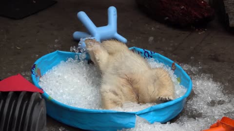 Polar bear plays in kiddie pool filled with ice