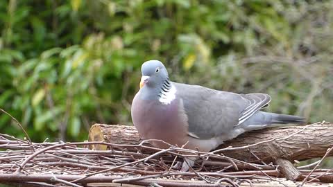 pigeon bird feeding alone a gray dove