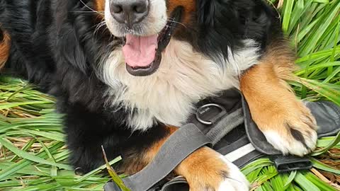 Everything is a toy for this Bernese Mountain Dog
