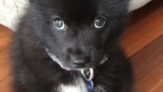 Black and white puppy stares at camera