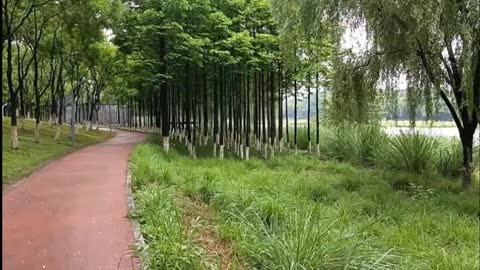 How comfortable it is to run on this tree-lined trail