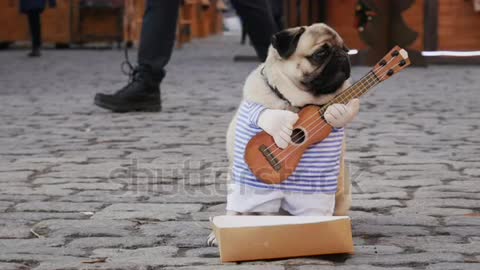 Cute and funny dog plays guitar