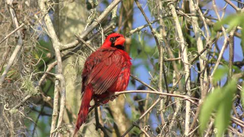 Male Northern Cardinal on a tree