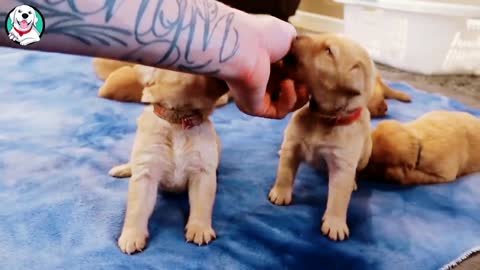 ULTIMATE CUTE PUPPIES! 🐶 |||| CUTE ADORABLE FUNNY HILARIOUS DOG DOGS PUP PUPS PUPPY PET PETS