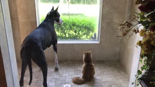 Perro y gato completamente fascinados por una curiosa ardilla