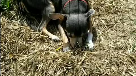 Chihuahua playing In the dirt