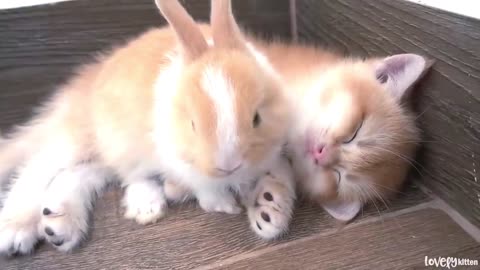 When kitten Tomi first sees a bunny, they instantly get shockingly close.