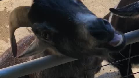 Feeding a goat for the first time!