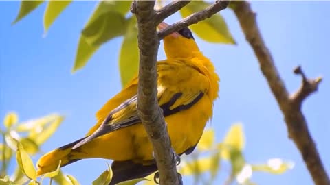 This is the Oriole bird in ancient poems. Beautiful bright feathers .