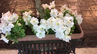 Beautiful white Rose