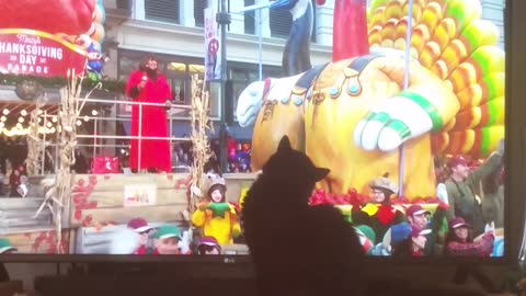 Rescue Kitten Enjoys 1st Thanksgiving Waving to Parade Crowd