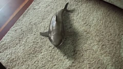 Cute baby shark