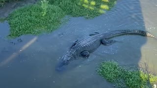 HUGE ALLIGATOR!