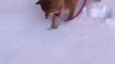 Dog playing in the snow