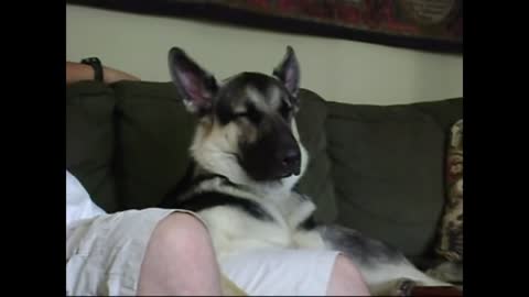 German Shepherd struggles to stay awake