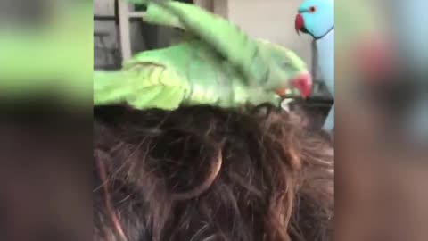 Parrot Decides To Take Bath In Woman's Hair