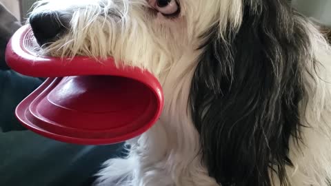 Dog Turns Frisbee into Mouthguard