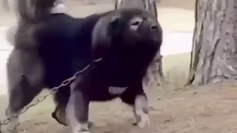 Angry dog won't let anyone near