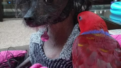 Ruby Doo the Parrot Preening Her Dog Friend Henry