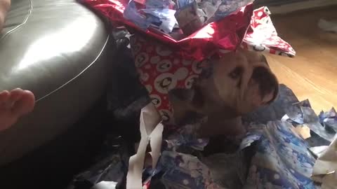 Bulldog all wrapped up at Christmas