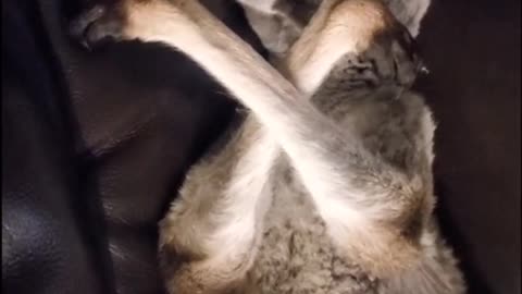 Kangaroo Naps on Couch