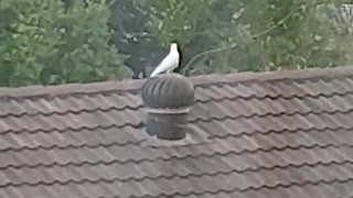 Bird Takes a Ride on Spinning Roof Vent