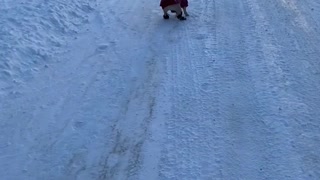 Goofy French Bulldog Loves Her Snow Rolls