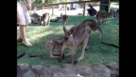 Baby Kangaroos & Joeys-Cutest Compilation