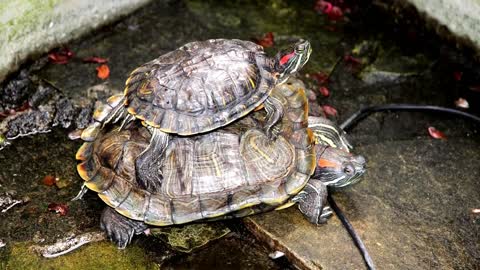 Pond sliders turtles, have you heard of them before?