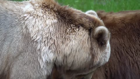 Majestic Bears in the Wild |Beautiful nature video