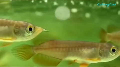 How are arowana fish born