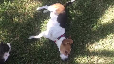 Kitten watches and imitates dog's every move!