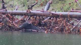 Black Bear-Nitinat River