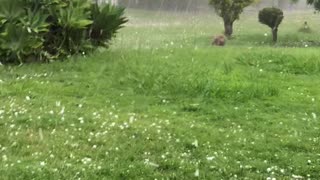 Bulldog Chases Hailstones Like Balls Falling From the Sky