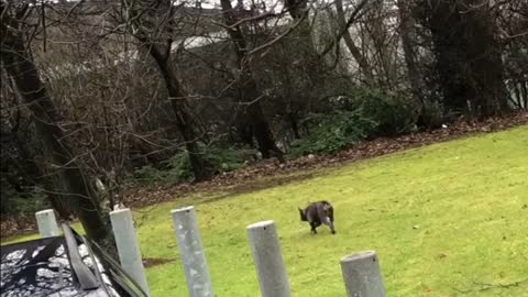 French bulldog herds pug just like sheep