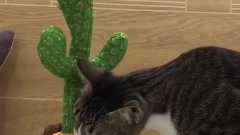 little cat discover new toy