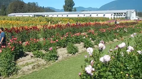 Look at all the dahlias