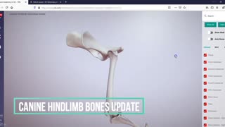 Canine hindlimb bones update - 3D Veterinary Anatomy & Learning IVALA