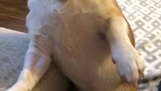 White dog sitting up asks for more belly rub scratches