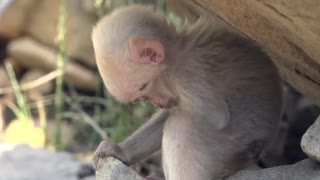 Baby snow monkey Cute animal