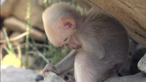 Baby snow monkey Cute animal