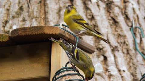 alder siskin