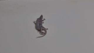 Two lizards caught making love