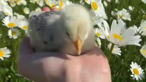 A chicken chick in a field of roses, the beauty of God’s creation